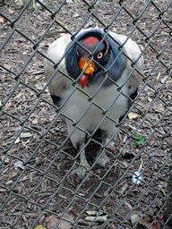 King Vulture at BestZoo