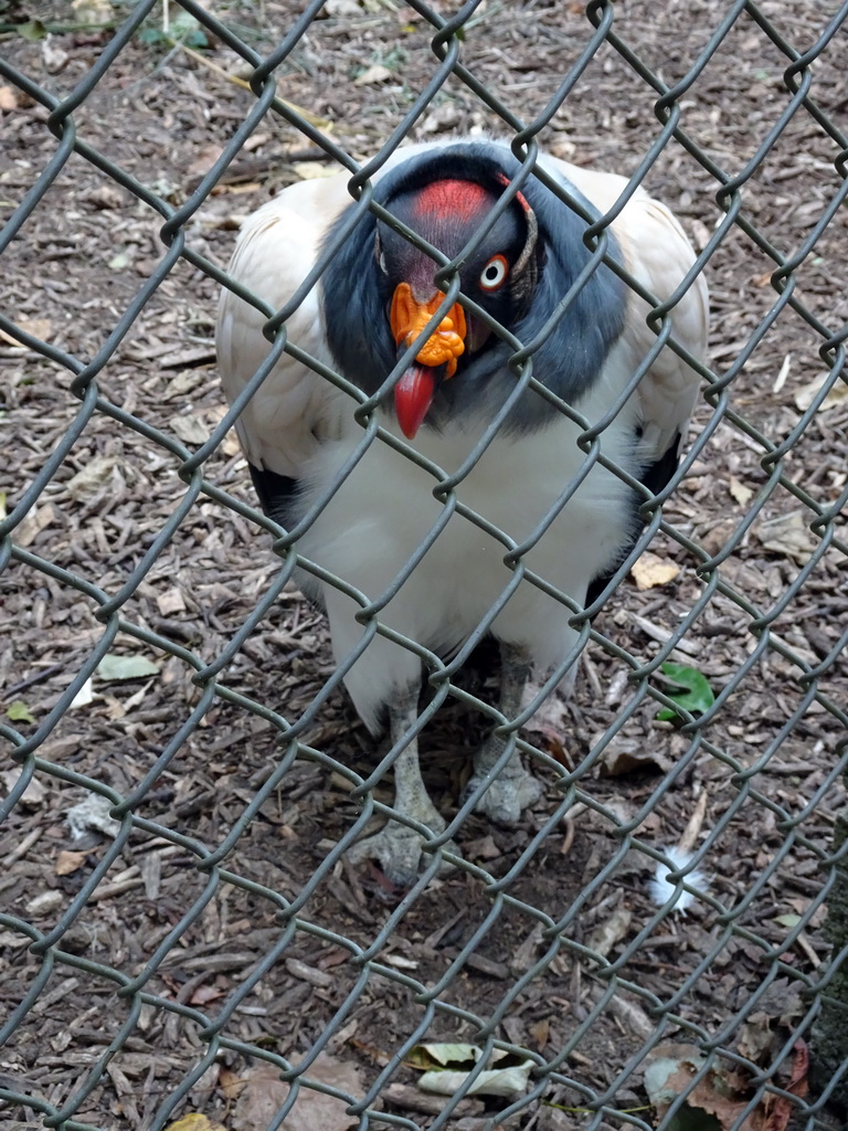 King Vulture at BestZoo