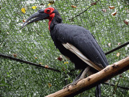 Southern Ground Hornbill at BestZoo