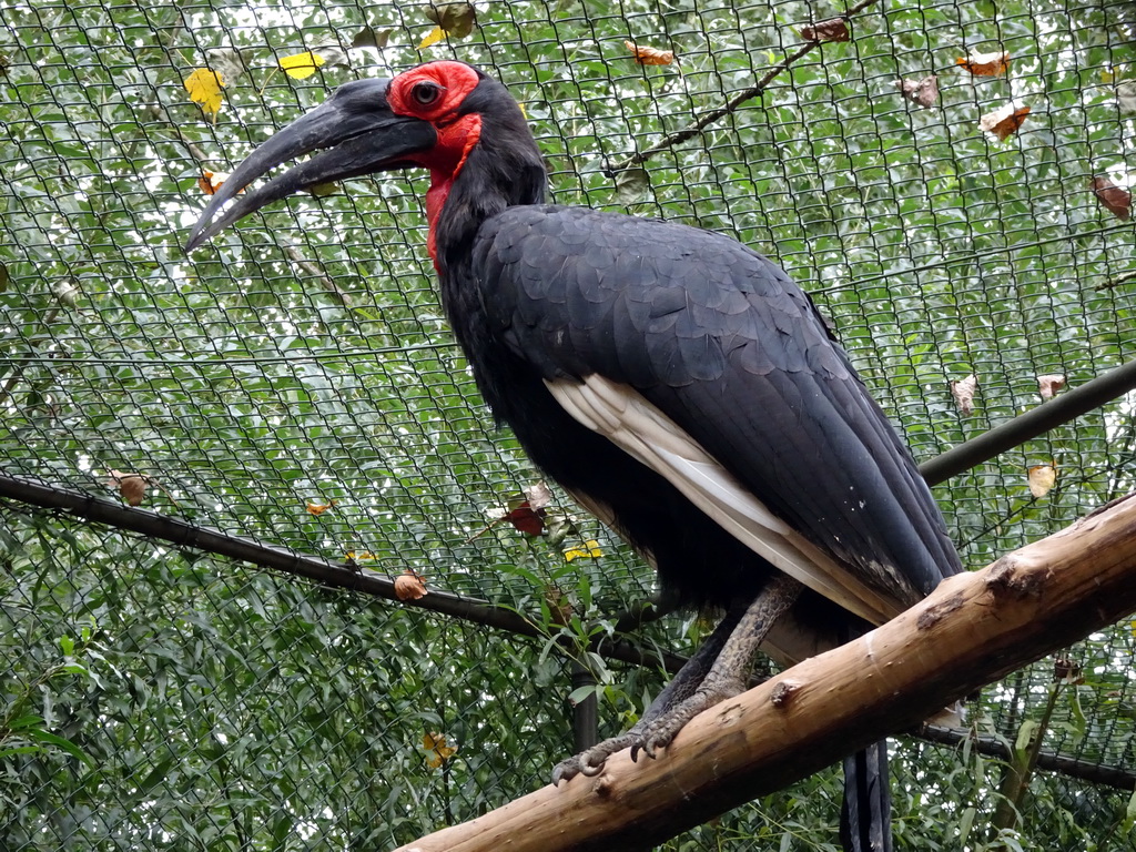 Southern Ground Hornbill at BestZoo