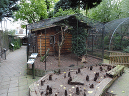 Bird cage at BestZoo