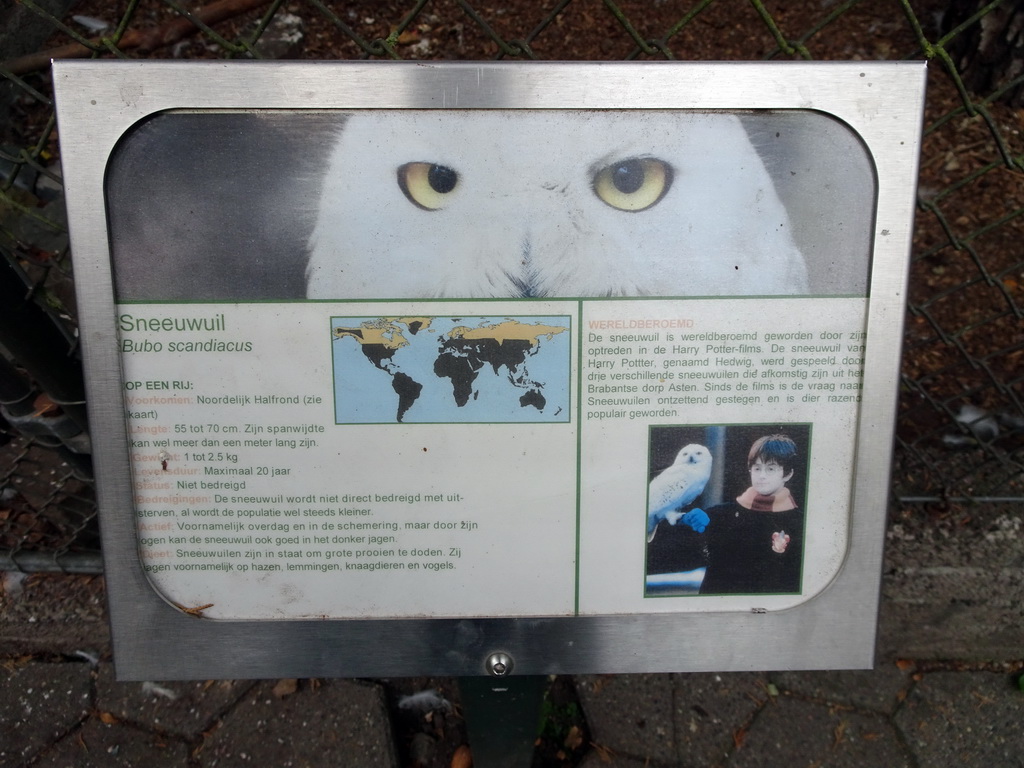 Explanation on the Snowy Owl at BestZoo