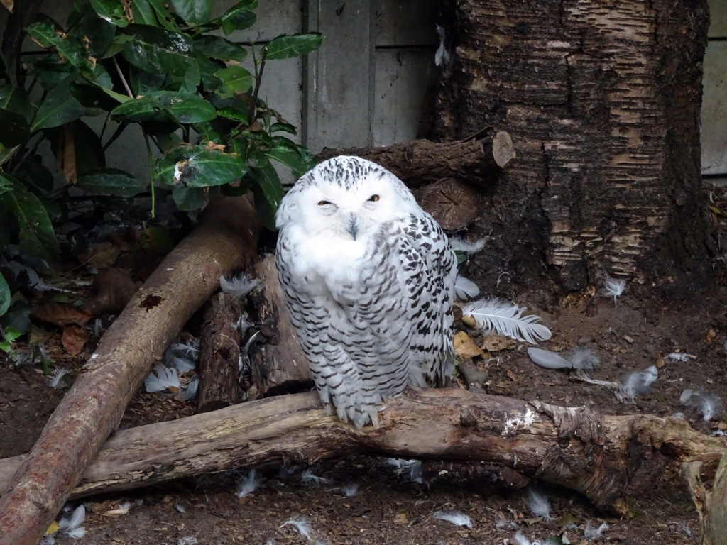 Snowy Owl at BestZoo