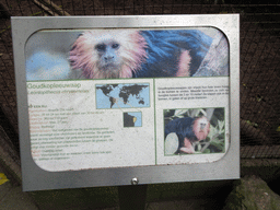Explanation on the Golden-headed Lion Tamarin at BestZoo