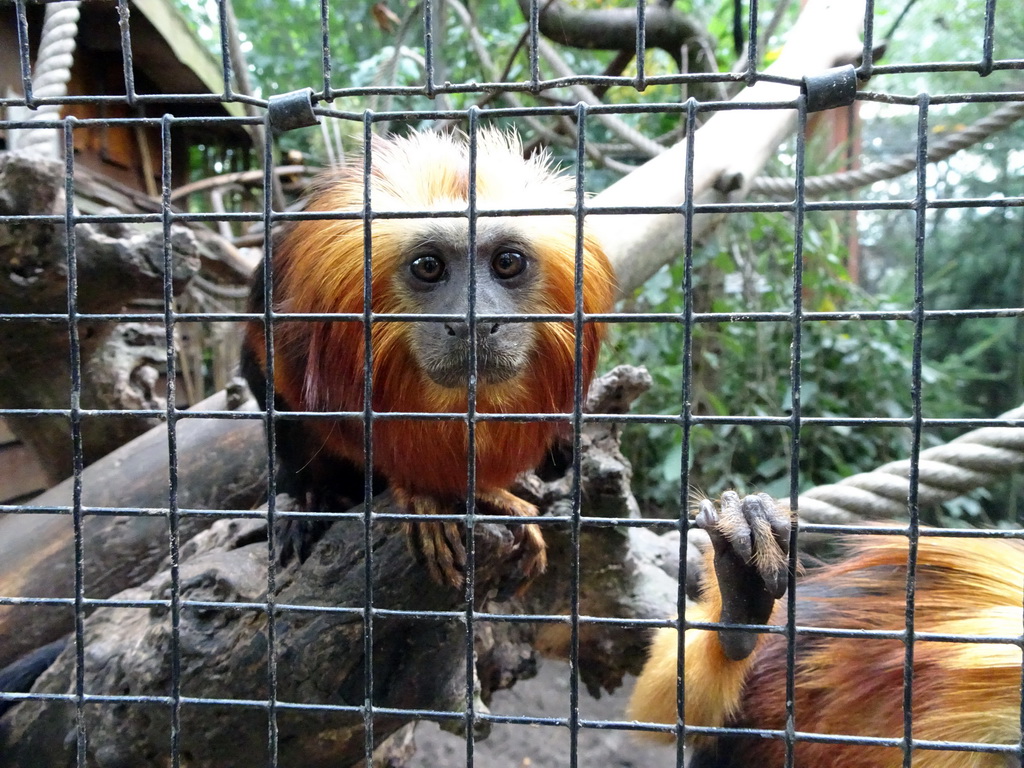 Golden-headed Lion Tamarins at BestZoo