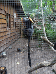 Golden-headed Lion Tamarins at BestZoo