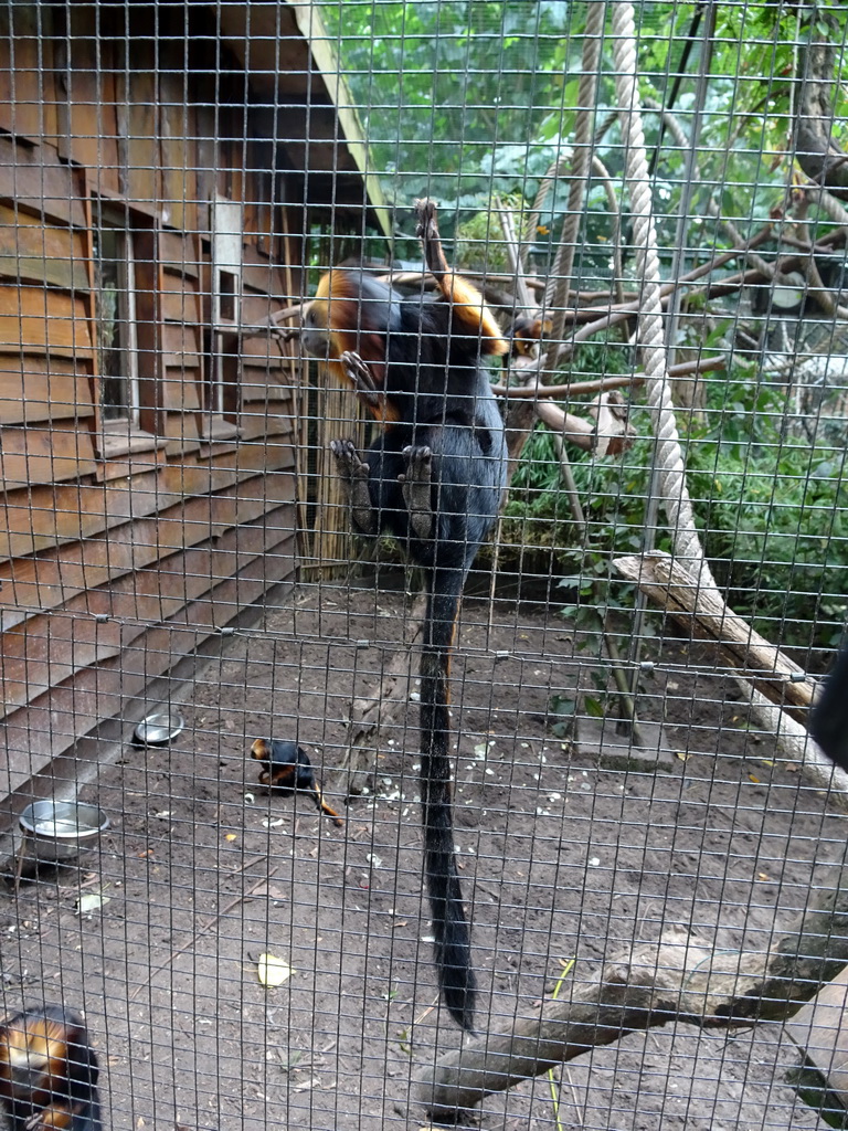 Golden-headed Lion Tamarins at BestZoo