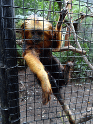 Golden-headed Lion Tamarin at BestZoo