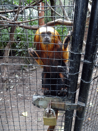 Golden-headed Lion Tamarin at BestZoo