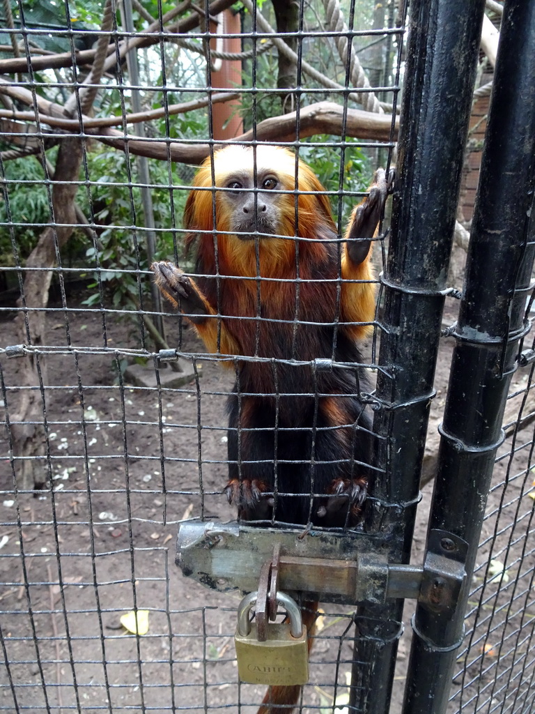 Golden-headed Lion Tamarin at BestZoo