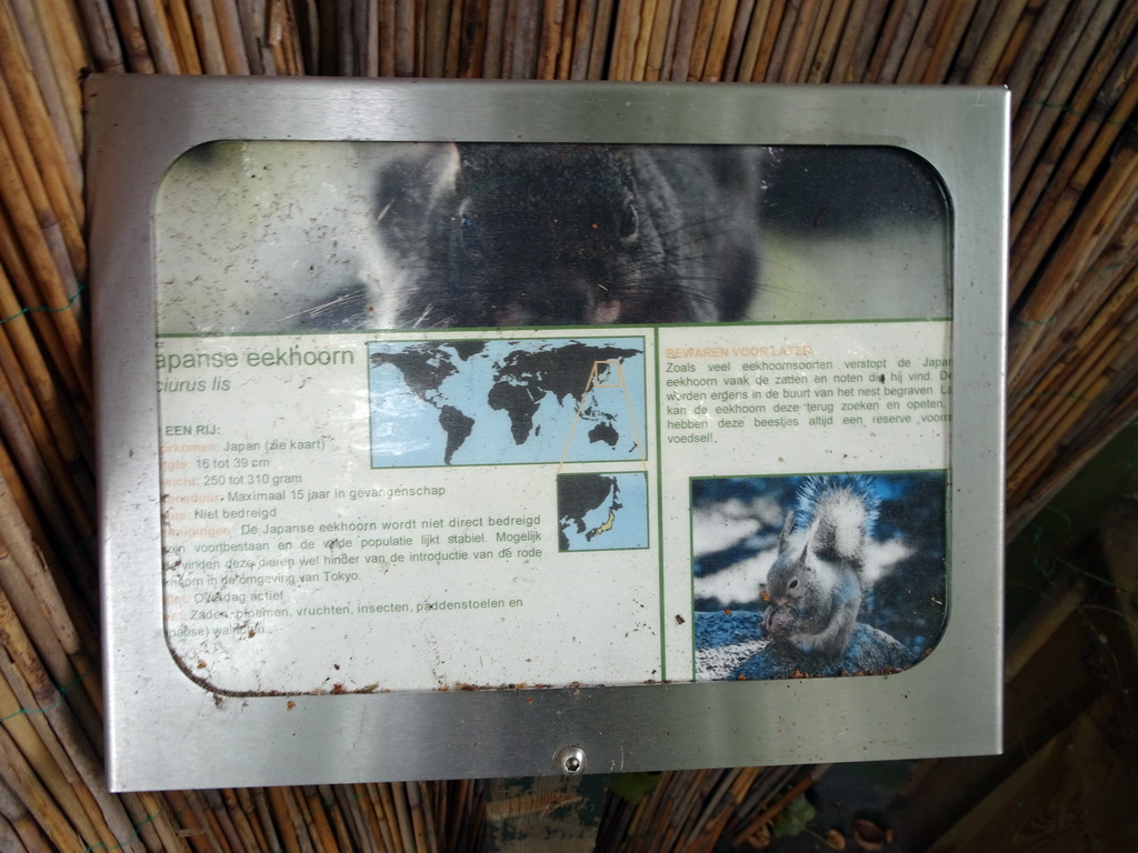 Explanation on the Japanese Squirrel at BestZoo