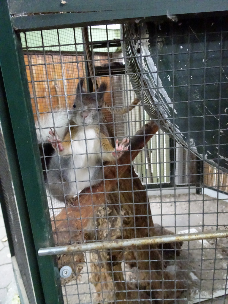 Japanese Squirrel at BestZoo