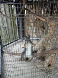 Japanese Squirrel at BestZoo