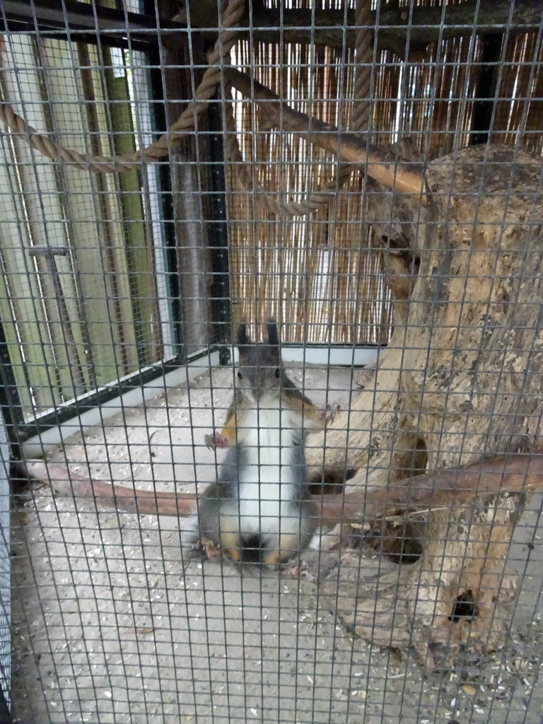 Japanese Squirrel at BestZoo