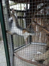 Japanese Squirrel at BestZoo