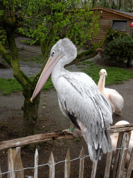 Great White Pelican and Pink-backed Pelicans at BestZoo