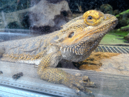 Bearded Dragon at BestZoo