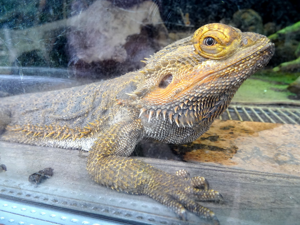 Bearded Dragon at BestZoo