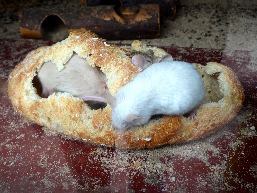 Mice in a loaf of bread at BestZoo