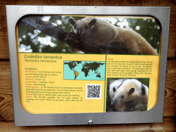 Explanation on the Southern Tamandua at BestZoo