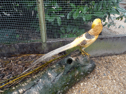 Golden Pheasant at an Aviary at BestZoo