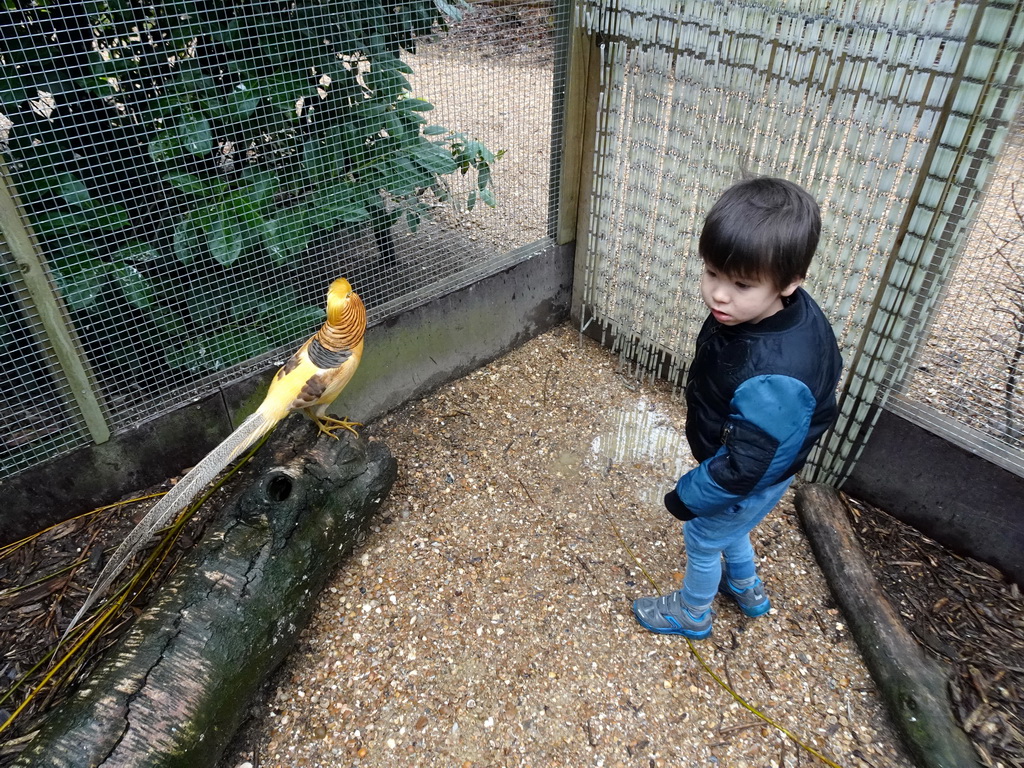 Max with a Golden Pheasant at an Aviary at BestZoo