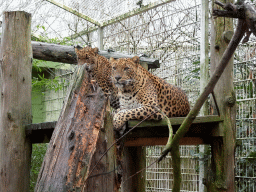 Sri Lankan Leopards at BestZoo