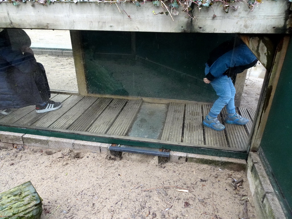 Max in a walkway at the Meerkats at BestZoo