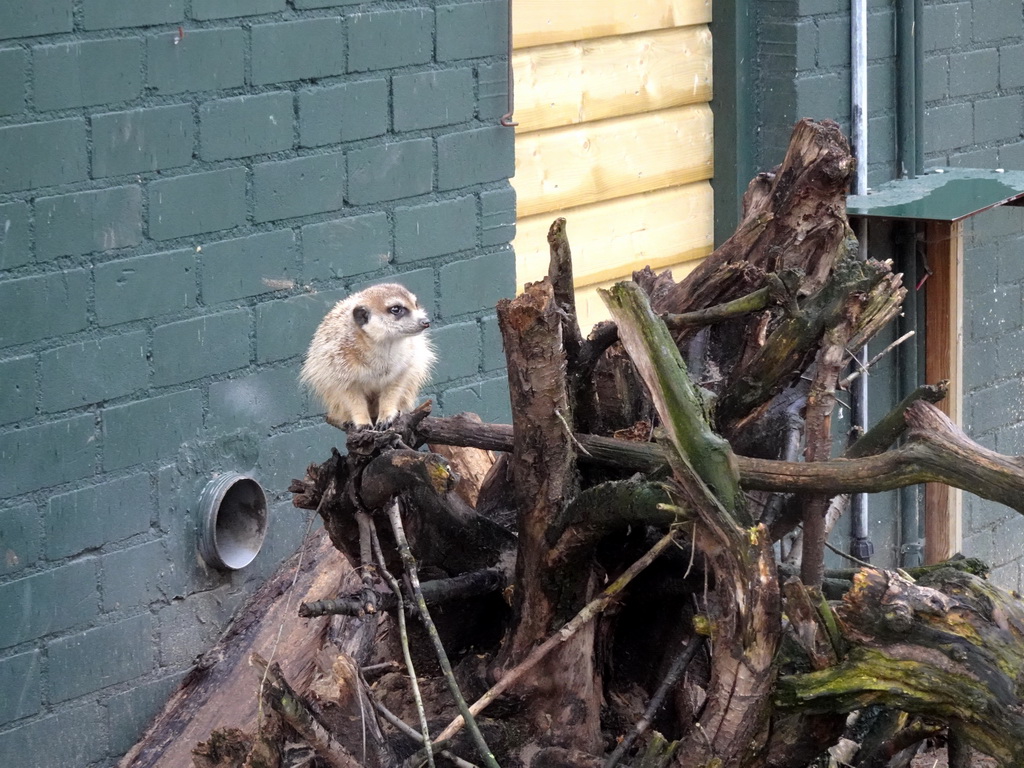 Meerkat at BestZoo