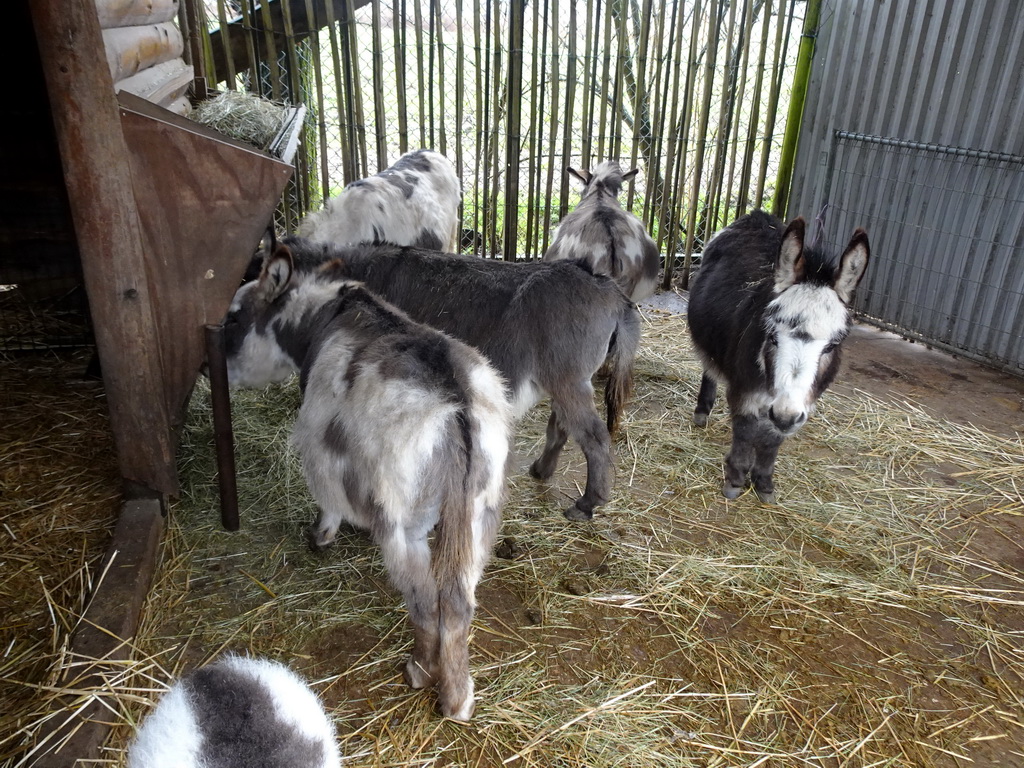 Donkeys at BestZoo