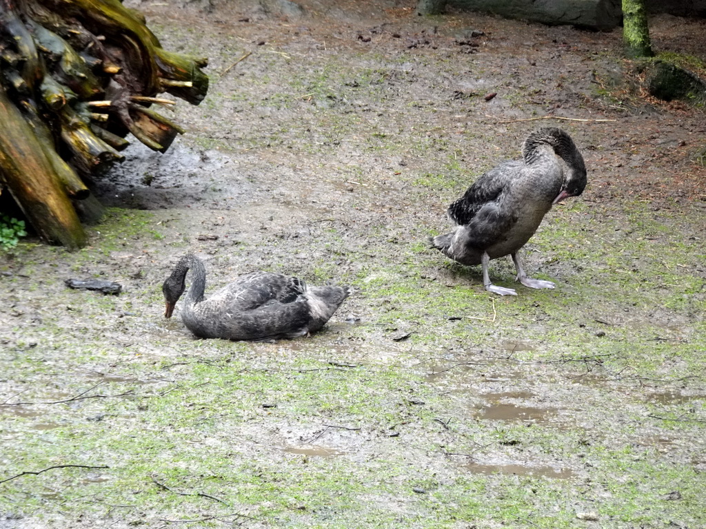 Swans at BestZoo