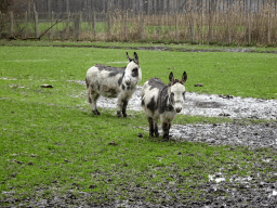 Donkeys at BestZoo