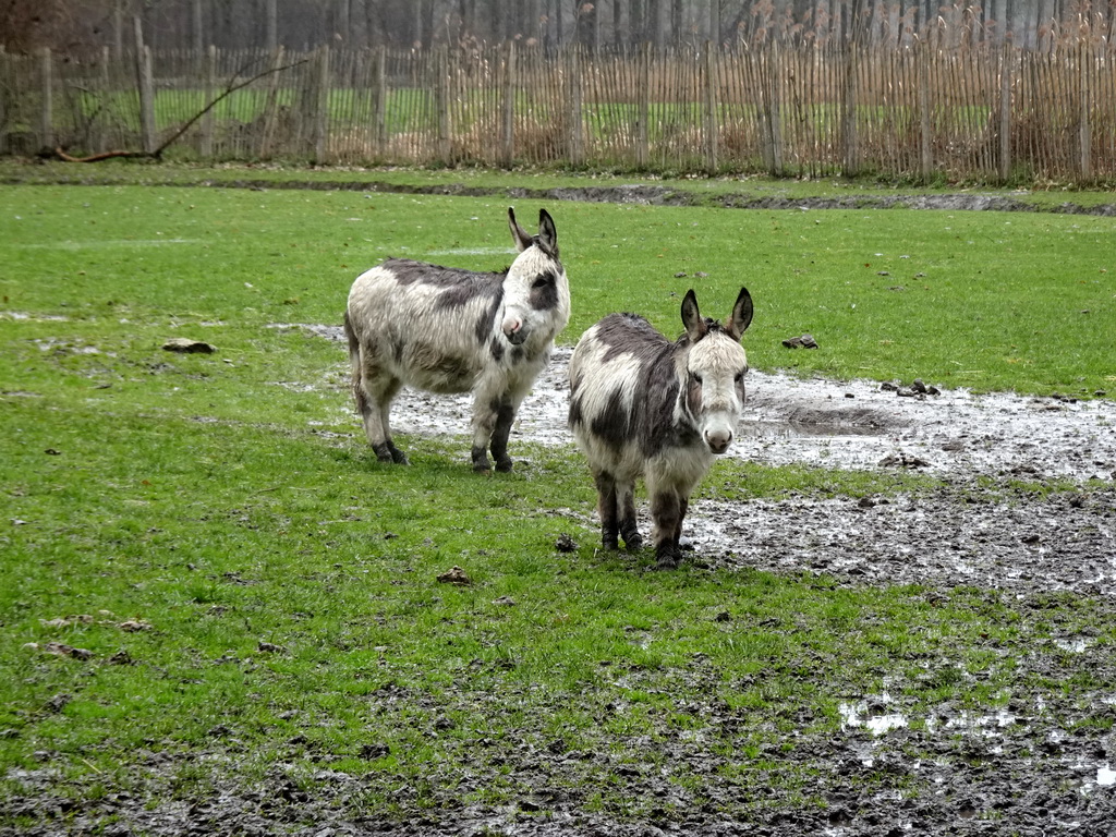 Donkeys at BestZoo