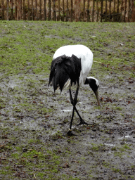 Red-crowned Crane at BestZoo