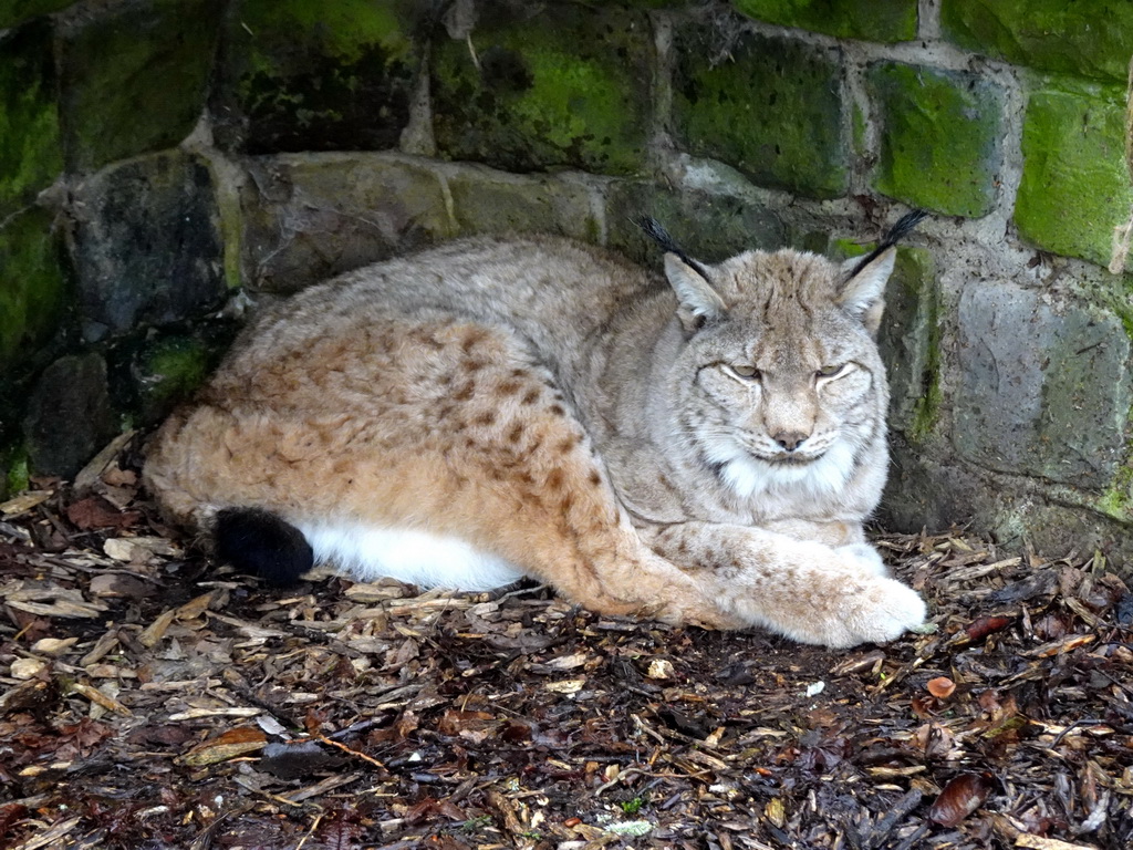 Eurasian Lynx at BestZoo