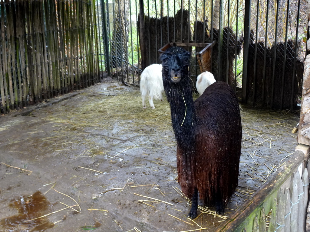 Alpaca and Girgentana Goats at BestZoo