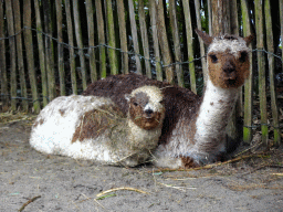 Alpacas at BestZoo