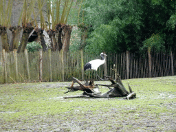 Red-crowned Crane at BestZoo