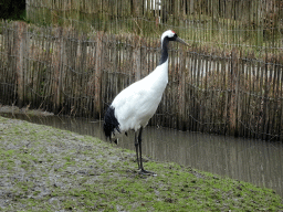 Red-crowned Crane at BestZoo