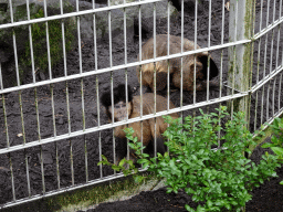 Tufted Capuchins at BestZoo