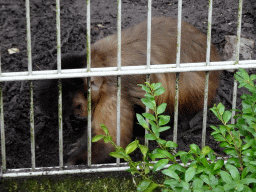 Tufted Capuchin at BestZoo