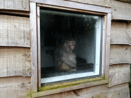 Rhesus Macaque at BestZoo