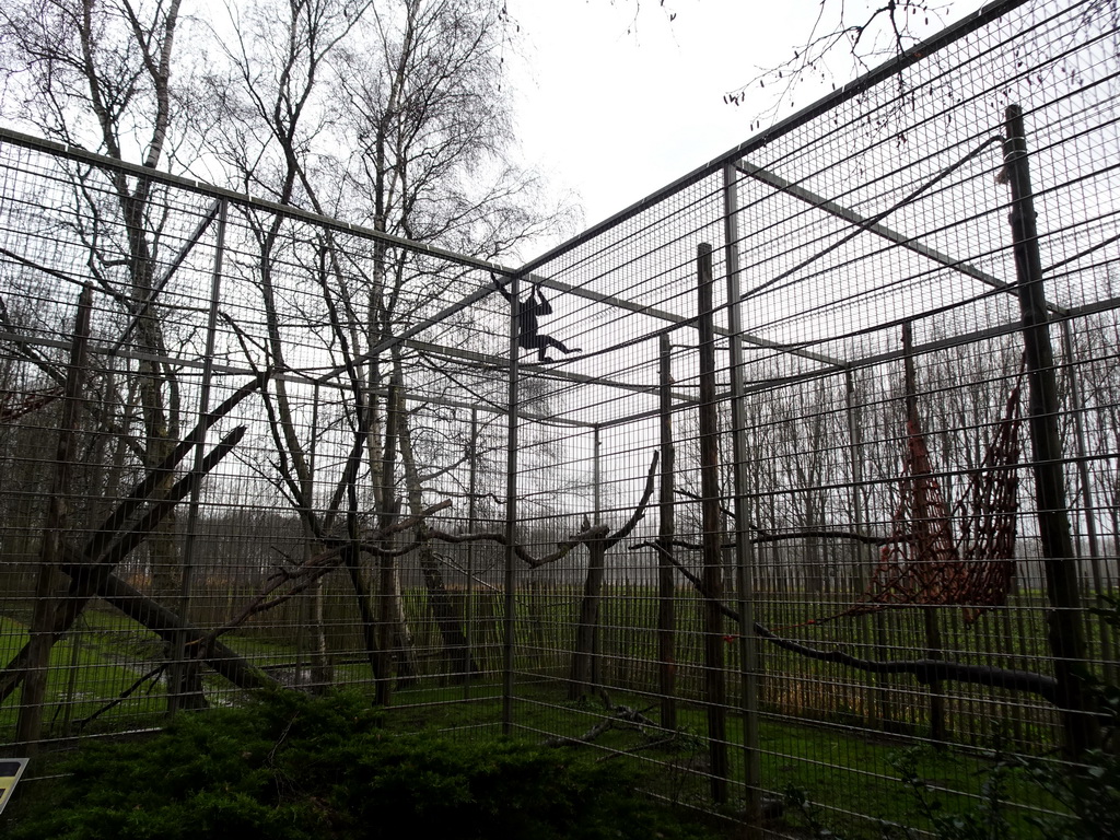 Black-headed Spider Monkey at BestZoo