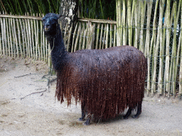 Alpaca at BestZoo