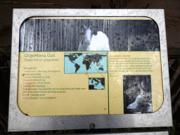 Explanation on the Girgentana Goat at BestZoo