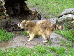 Raccoon at BestZoo