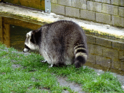 Raccoon at BestZoo