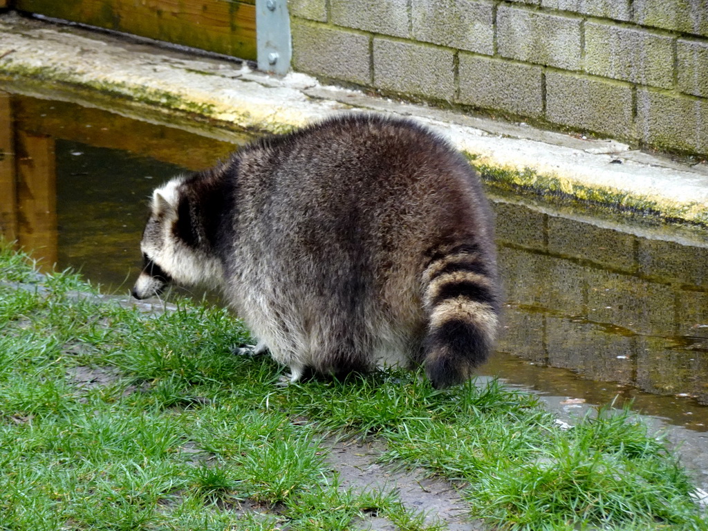 Raccoon at BestZoo