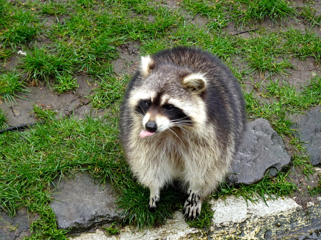 Raccoon at BestZoo