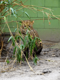 Sri Lankan Leopard at BestZoo